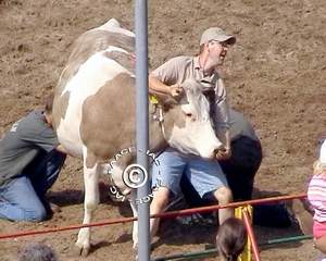 Wild cow milking