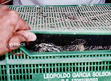 Thirty quail chicks crammed into crate