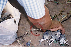 Dead and injured chicks gathered into plastic bags